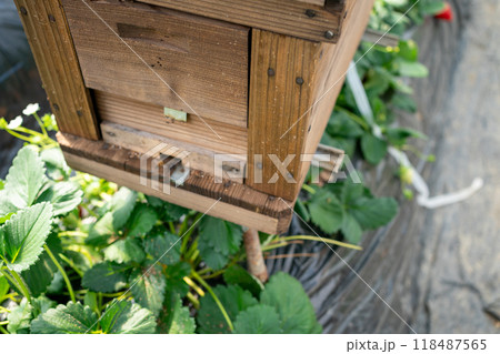 花粉交配用ミツバチの巣箱とイチゴ栽培 118487565