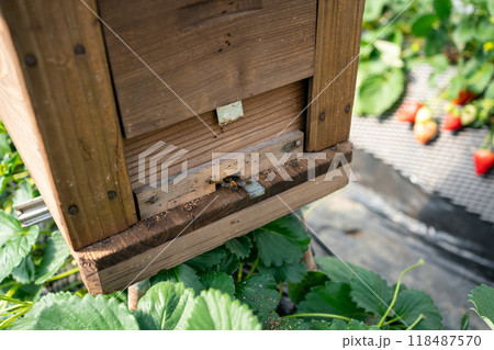 花粉交配用ミツバチ 118487570