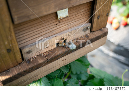 花粉交配用ミツバチ 118487572