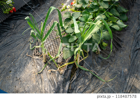 コンパニオンプランツ コンパニオンプランツ 118487578