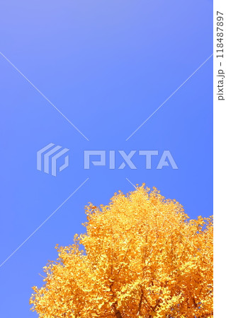 青空に映えるイチョウの黄葉(背景素材) 118487897