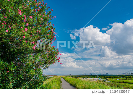 キョウチクトウ咲く淀川の堤防 キョウチクトウ咲く淀川の堤防 118488047