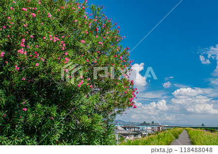 キョウチクトウ咲く淀川の堤防 118488048