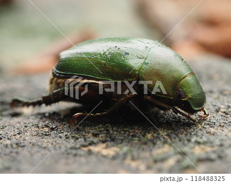 横から見るコガネムシ1 118488325