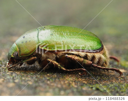 横から見るコガネムシ2 横から見るコガネムシ2 118488326