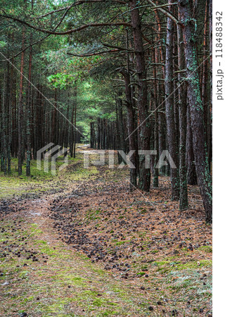Trail in the coniferous pine forest of the Curonian spit national Park. Russia Trail in the coniferous pine forest of the Curonian spit national Park. Russia 118488342