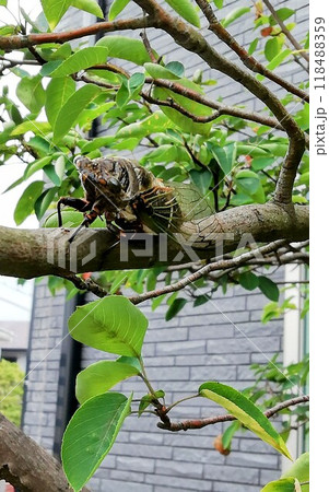 ジューンベリーの木に止まる蝉 118488359