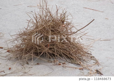 Dried pine needles. Dried pine needles scattered on a gray concrete surface. Dried pine needles. Dried pine needles scattered on a gray concrete surface. 118488673