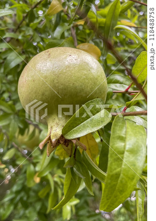 Pomegranates Waiting to Ripen.reveals an important stage in the life cycle of the pomegranate tree. 118488758