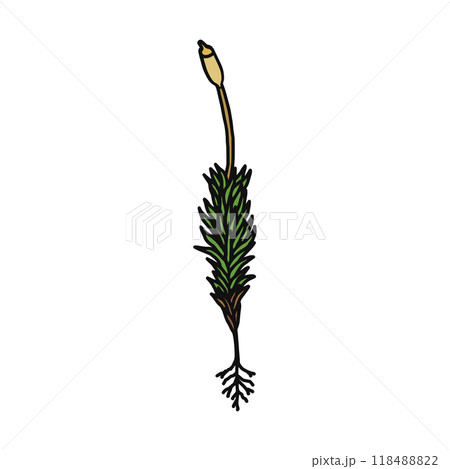 コケ植物　スギゴケ　雌株 118488822