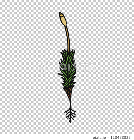 コケ植物　スギゴケ　雌株 118488822