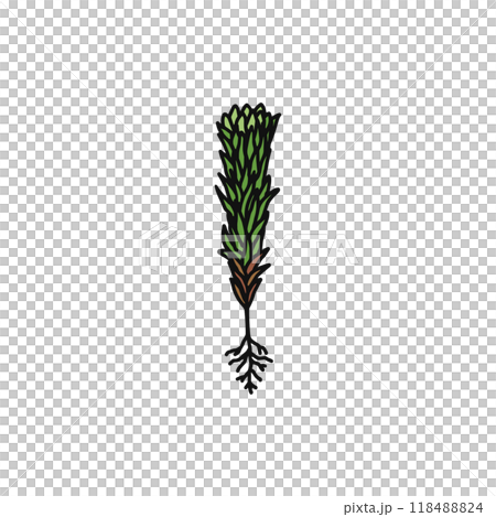 コケ植物 スギゴケ 雄株のイラスト素材 [118488824] - PIXTA