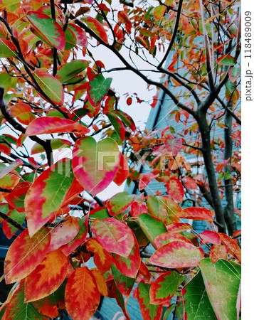 ジューンベリーの紅葉 118489009