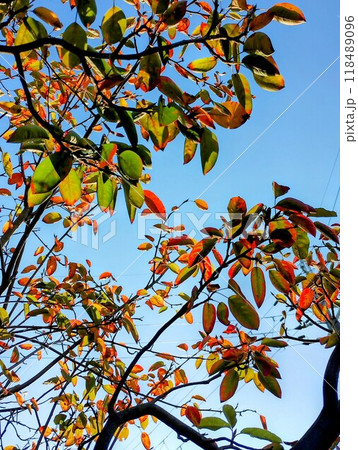 ジューンベリーの紅葉 118489096