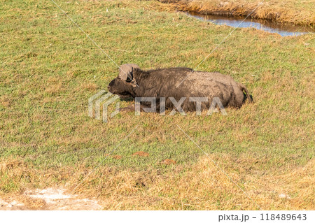 Buffalos grazing on the banks of the Chobe river 118489643