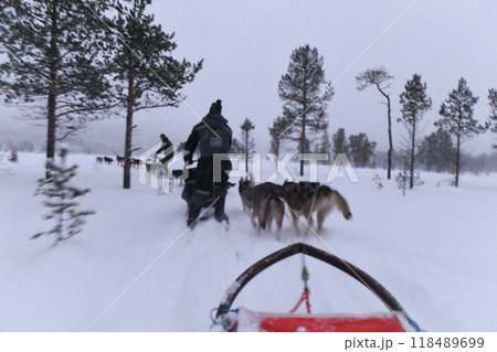Dog sledding in Norway 118489699