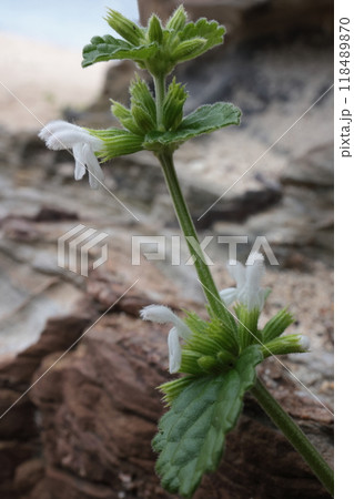 自然　植物　ヤンバルツルハッカ、九月の山原。海岸の岩場にへばりつくように茎を伸ばし花をつける 118489870