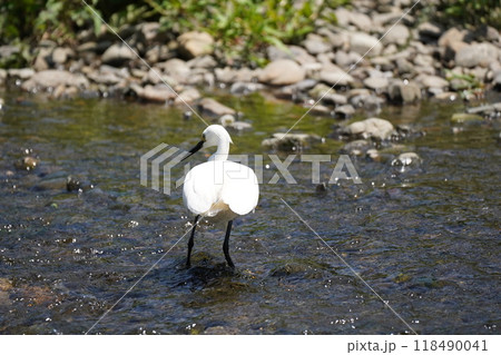白鷺の川遊び 118490041