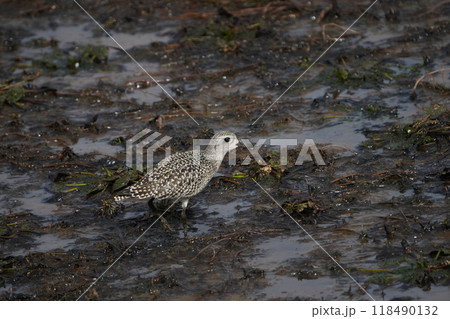 南下する途中に立ち寄ったダイゼンの幼鳥 118490132