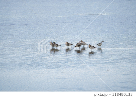 池で休息をとっていたオグロシギとアオアシシギ 池で休息をとっていたオグロシギとアオアシシギ 118490133