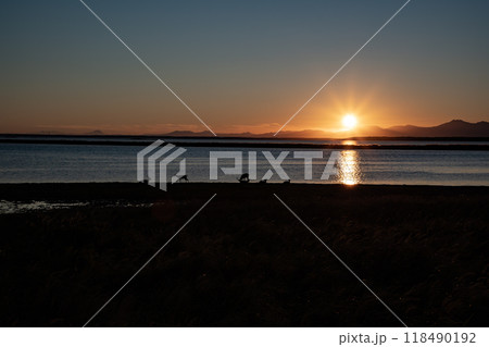 夕陽の中のエゾシカの群れ 夕陽の中のエゾシカの群れ 118490192