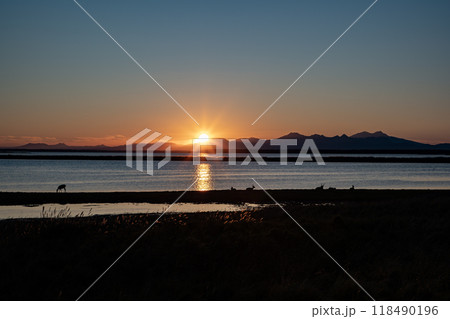 夕陽の中のエゾシカの群れ 夕陽の中のエゾシカの群れ 118490196