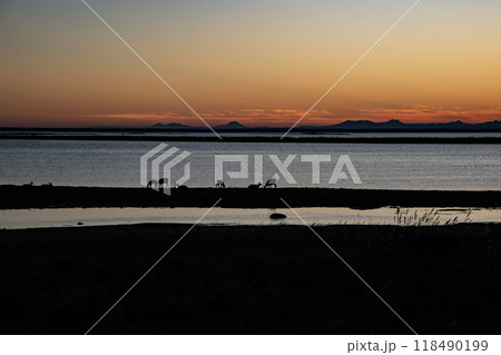 夕陽の中のエゾシカの群れ 夕陽の中のエゾシカの群れ 118490199