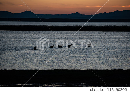 夕陽の中のエゾシカの群れ 夕陽の中のエゾシカの群れ 118490206