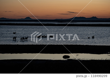 夕陽の中のエゾシカの群れ 夕陽の中のエゾシカの群れ 118490209