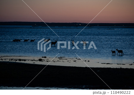 夕陽の中のエゾシカの群れ 夕陽の中のエゾシカの群れ 118490222
