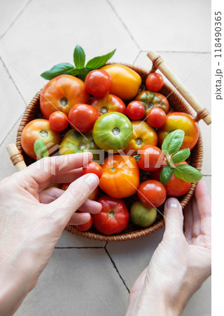 A person hands carefully selecting fresh tomatoes from a basket  118490365