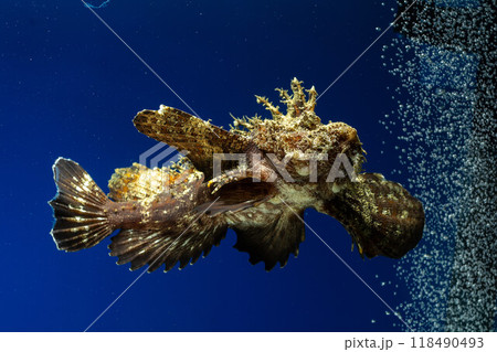 オニオコゼ　オコゼ　魚　海水魚　毒魚　虎魚　鬼虎魚　遊離軟条　泳ぐオコゼ 118490493