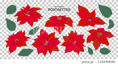 Set of isolated poinsettia. Cute flower illustration in hand drawn style. Vivid red and green color tone on transparent background. Set of isolated poinsettia. Cute flower illustration in hand drawn style. Vivid red and green color tone on transparent background. 118490686
