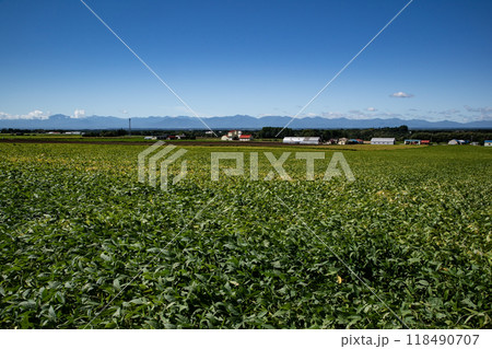 大豆畑と日高山脈 118490707