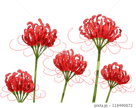 彼岸花（曼珠沙華）の赤い花・秋の和風イラスト素材 118490872