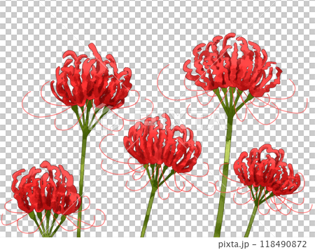 彼岸花（曼珠沙華）の赤い花・秋の和風イラスト素材 118490872