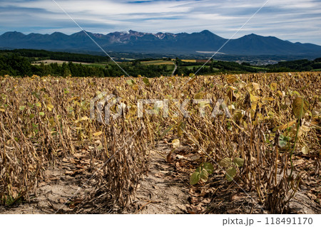 大豆畑の大地 118491170