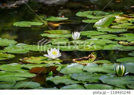 スイレン(睡蓮) スイレン(睡蓮) 118491246