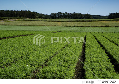 にんじん畑の大地 118491282