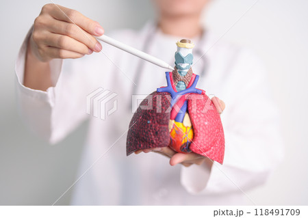 Doctor pointing Thyroid of Respiratory system anatomy for Diseases. Lung Cancer, Asthma, Chronic Obstructive Pulmonary or COPD, Bronchitis, Emphysema, Cystic Fibrosis, Bronchiectasis and Pneumonia Doctor pointing Thyroid of Respiratory system anatomy for Diseases. Lung Cancer, Asthma, Chronic Obstructive Pulmonary or COPD, Bronchitis, Emphysema, Cystic Fibrosis, Bronchiectasis and Pneumonia 118491709