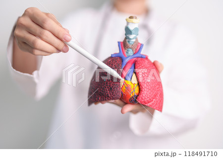 Doctor point heart Cardiovascular and Respiratory anatomy for Disease. Lung Cancer, Asthma, Chronic Obstructive Pulmonary or COPD, Bronchitis, Emphysema, Cystic Fibrosis, Bronchiectasis, Pneumonia Doctor point heart Cardiovascular and Respiratory anatomy for Disease. Lung Cancer, Asthma, Chronic Obstructive Pulmonary or COPD, Bronchitis, Emphysema, Cystic Fibrosis, Bronchiectasis, Pneumonia 118491710