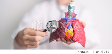 Hand hold Respiratory and Cardiovascular anatomy with stethoscope. Lung Cancer, Asthma, Chronic Obstructive Pulmonary or COPD, Bronchitis, Emphysema, Cystic Fibrosis, Bronchiectasis, Pneumonia. Hand hold Respiratory and Cardiovascular anatomy with stethoscope. Lung Cancer, Asthma, Chronic Obstructive Pulmonary or COPD, Bronchitis, Emphysema, Cystic Fibrosis, Bronchiectasis, Pneumonia. 118491715