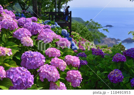 桃源郷岬の紫陽花 118491953