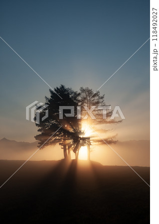 光芒を浴びる樹 光芒を浴びる樹 118492027