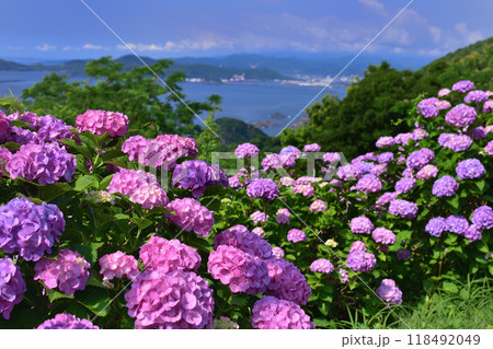 桃源郷岬の紫陽花 118492049