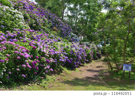 桃源郷岬の紫陽花 118492051