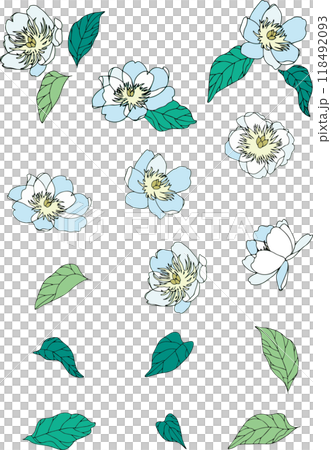 牡丹花插圖集 牡丹花插圖集 118492093