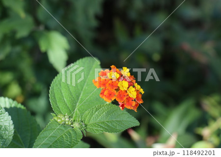 鮮やかなランタナの花と緑の実 鮮やかなランタナの花と緑の実 118492201