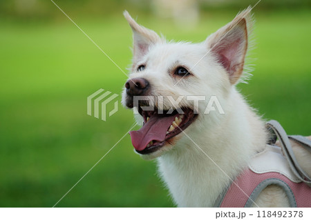 White puppy enjoying a walk on green grass 118492378