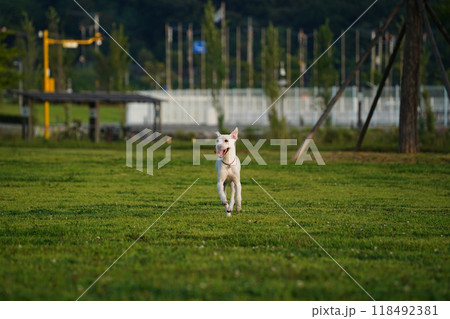 White dog running in the grass at the park 118492381